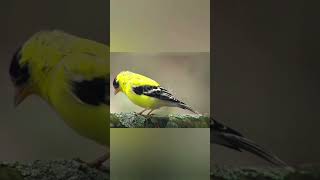 facinating fact about American goldfinch #animal #bird #shortsanimalsvideos