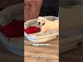 The DOGO ARGENTINO Dogoargentino The DOGO ARGENTINO Dogoargentino