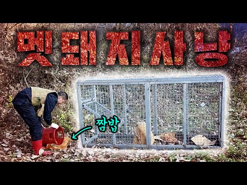 드디어  멧돼지 트랩 설치!! 허가 완료! [야간투시경] 잠복근무ㄷㄷ