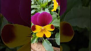 a few flower photos
