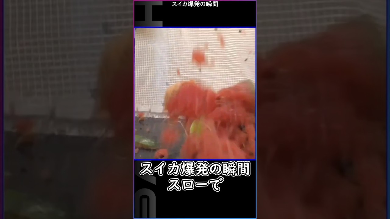 スイカ爆発の瞬間 #hololive