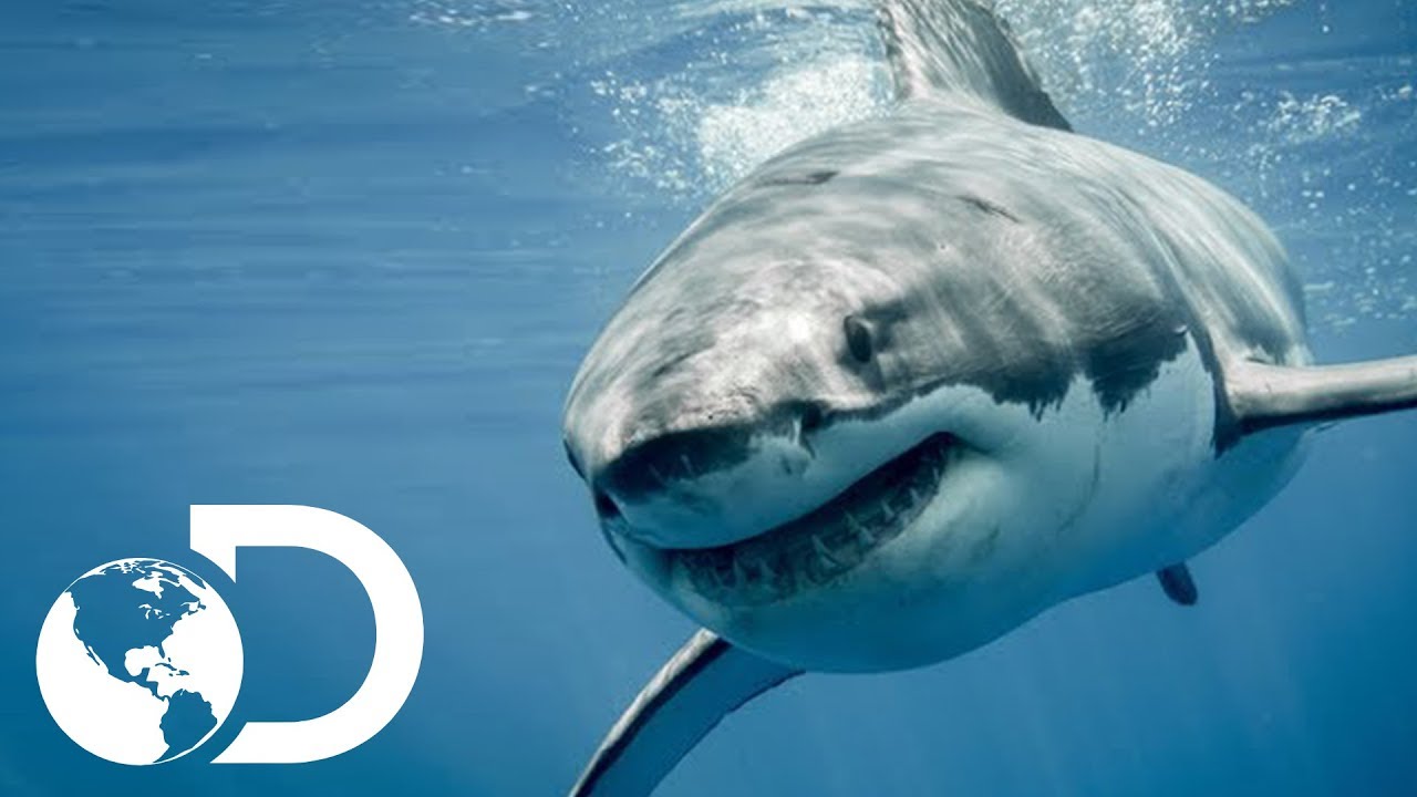 Gran Tiburón Blanco | Shark Week | Discovery Latinoamérica