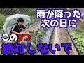 絶対NG！夏野菜を育てる畑で雨が降った次の日にしてはいけないこと。