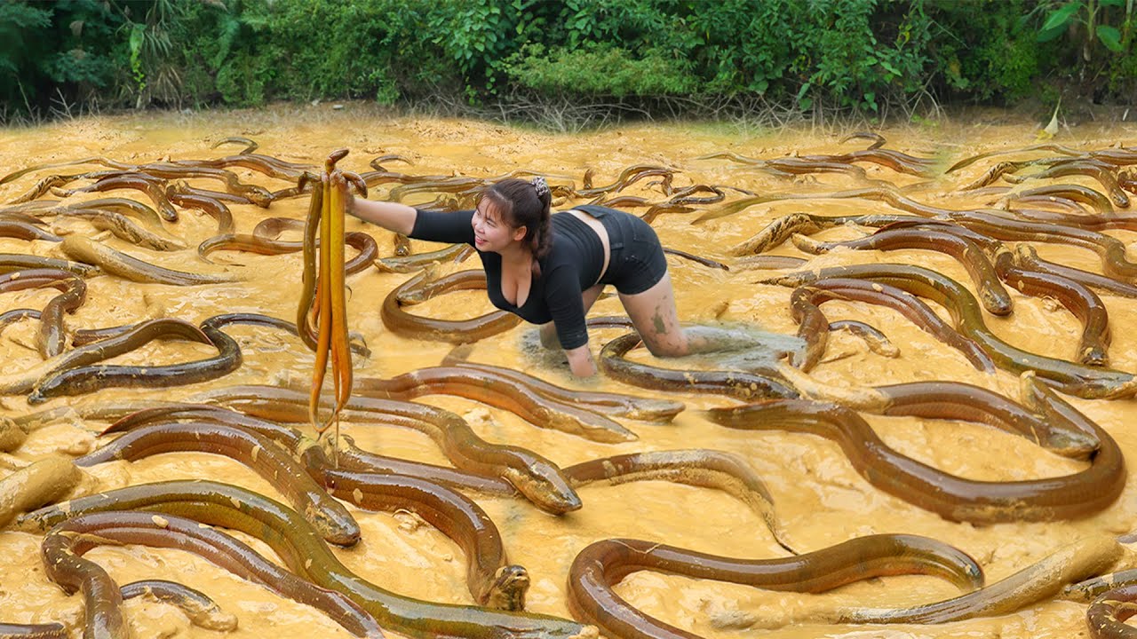 Catching A Lot Of Eels At Mud Pond Go To Countryside Market Sell - Buy Flock of Ducklings To Raise