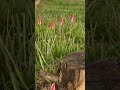#gurbanishabad#wildflowersofkashmor#kashmir#beauty#kirtan