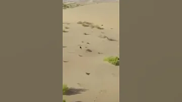 Hunt In The Wilds الصيد في البراري 
