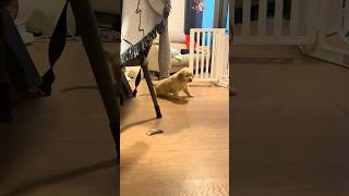 Puppy Explorer Mode Adventure Pee Included 奶狗家中探險走到哪尿到哪的隨性旅程