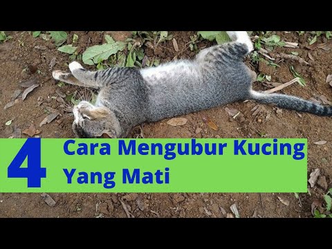 Video: Cara Melatih Kucing untuk Kencing di Tandas: 11 Langkah