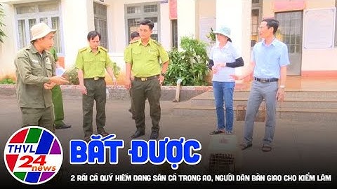 Bắt được 2 rái cá quý hiếm đang săn cá trong ao, người dân bàn giao cho kiểm lâm
