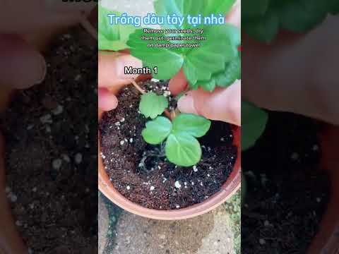 Video: Strawberry Houseplants - Mẹo Trồng Dâu Tây Trong Nhà