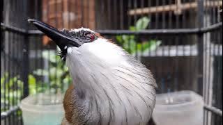 Burung kaso kaso gacor pancingan untuk kaso kaso yang diam biar cepet bunyi