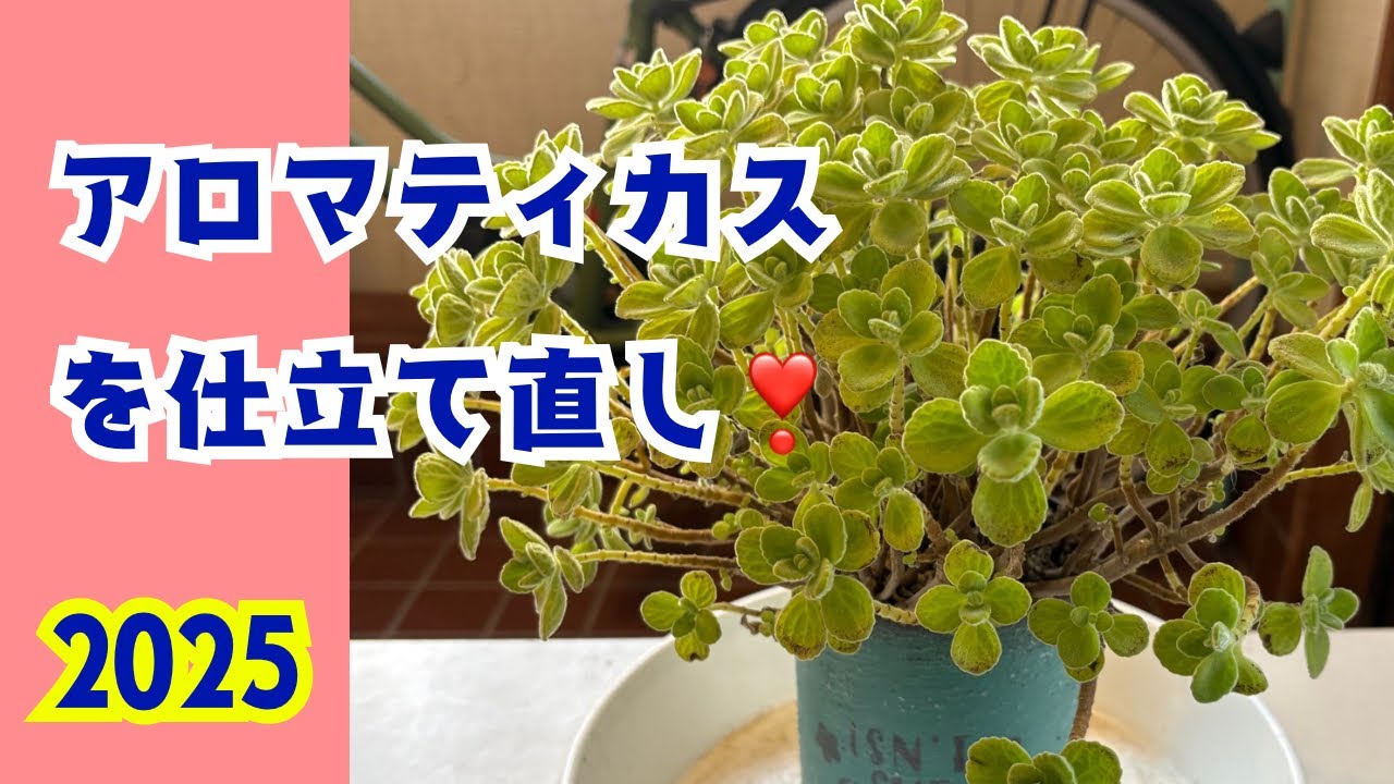 Succulent plant] Reshaping aromaticus❣️ - YouTube
