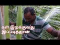 கள் இறக்கும் நேரடிக்காட்சிகள்... how to produce toddy in easy way?  #toddy #palm wine