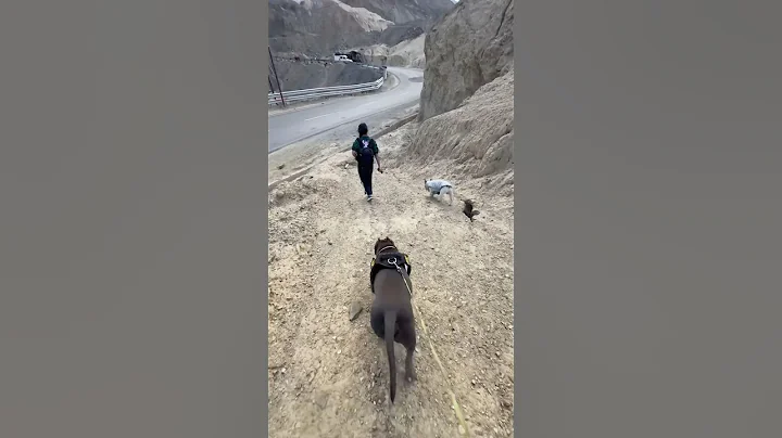 Dream Trip with Brody Bunny ❤️ #ladakh #trip #dog | Harpreet SDC