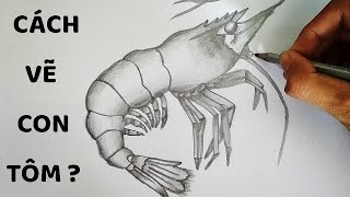 Vẽ Con Tôm Bằng Bút Chì Cực Chuẩn - How To Draw Shrimp - Youtube