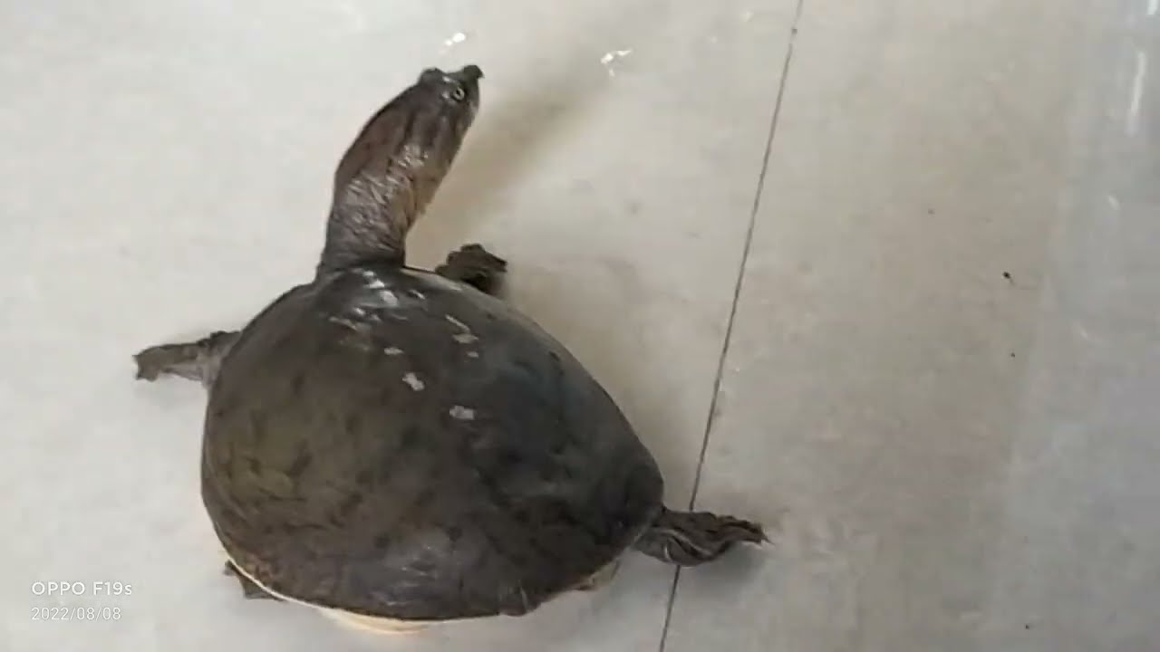 Turtles caught for meat in rivers | ஆறுகளில் இறைச்சிக்காக பிடிக்கப்படும்  ஆமைகள்