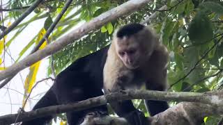 NCL Bliss Cruise, Panama, Monkey Island Tour, January 22, 2024