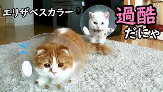 猫の避妊手術、去勢手術後のエリザベスカラー生活は過酷でした