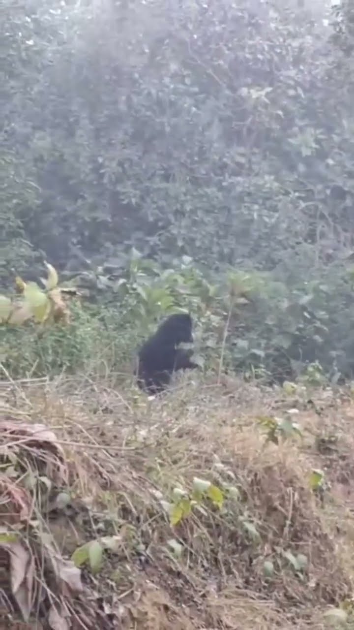 Standing on Two Legs 😱 Sloth Bear Charge on Jungle Safari | Real Wild Moment #wildlife #shorts