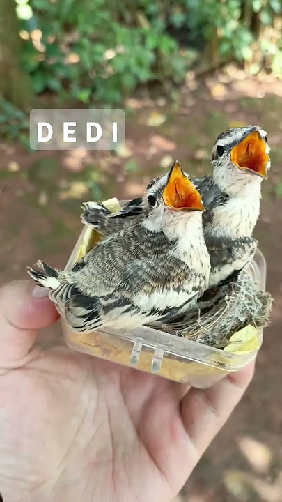 Anakan Burung Kapasan Kemiri