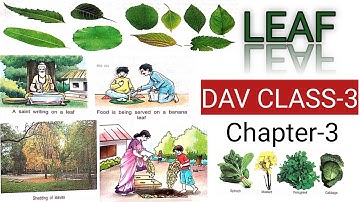 Leaf || DAV Class-3 Science || Chapter -3 || Hindi