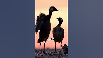 Amazing facts about the Plumed Whistling Duck #amazingfacts #birdsofaustralia #birdlifeaustralia