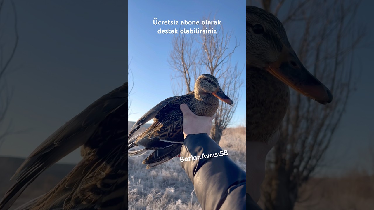 Boz ördek güzelliği 🦆🦆 