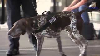 LAPD Bomb K9