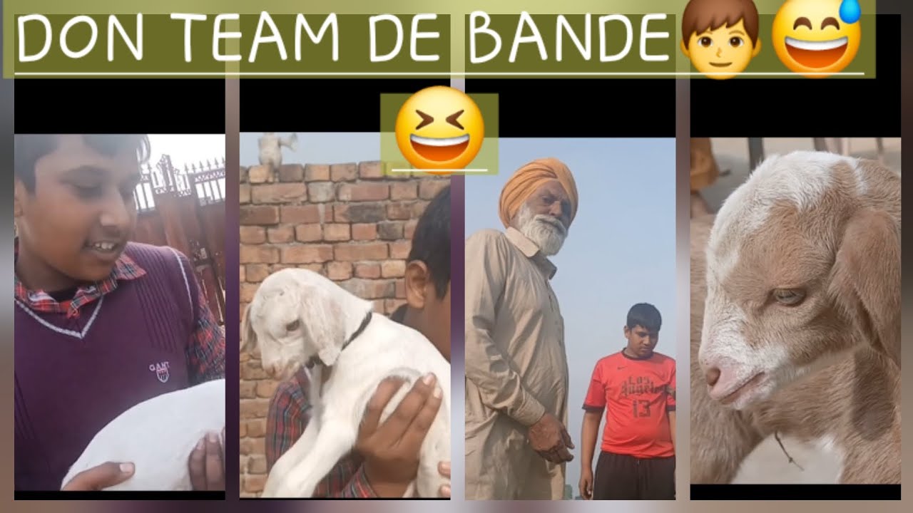 DON TEAM DE BANDE 😅👦