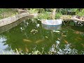 fish pond #shorts