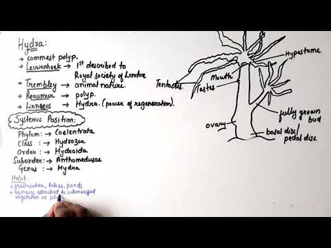 Morphology of Hydra || Structure Of Hydra