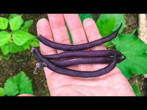 Video: Bush Bean -lajikkeet – Roj altipurple-palkopapujen kasvattaminen puutarhassa