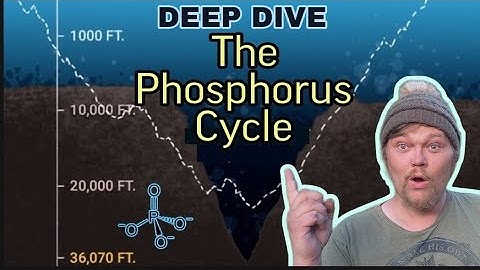 DEEP DIVE: The Phosphorus Cycle In Freshwater Aquariums & Ecosystems. Phosphates, Plants & Algae!