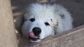 Do Great Pyrenees Shed? 🐕✨ | All About Great Pyrenees Shedding