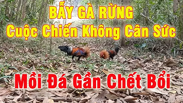 Bẫy Gà Rừng Kèo Mồi Đá Bổi Ngất Ngây - Bổi Tơ VS Mồi Mùa 02 || Cuộc Chiến Không Cân Sức || 92 Vlog