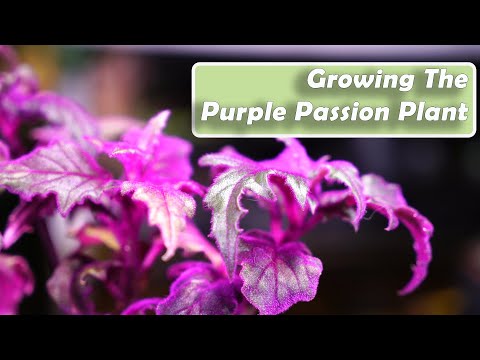 Video: Purple Passion kambarinių augalų auginimas – Purple Passion augalų priežiūros informacija