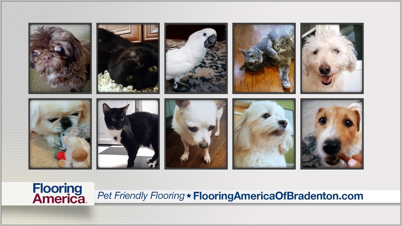 Flooring America of Bradenton Pet Friendly Flooring YouTube