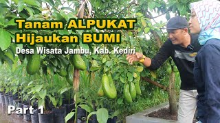 Kebun Alpukat Terluas Di Desa Wisata Jambu Kediri Hijaukan Bumi Kita Ngopi Lestari Eps. 56