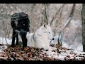 Native American Indians - Are You A Black Wolf Or A White Wolf (Bad V's Good)