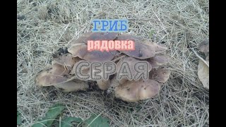 гриб рядовка серая