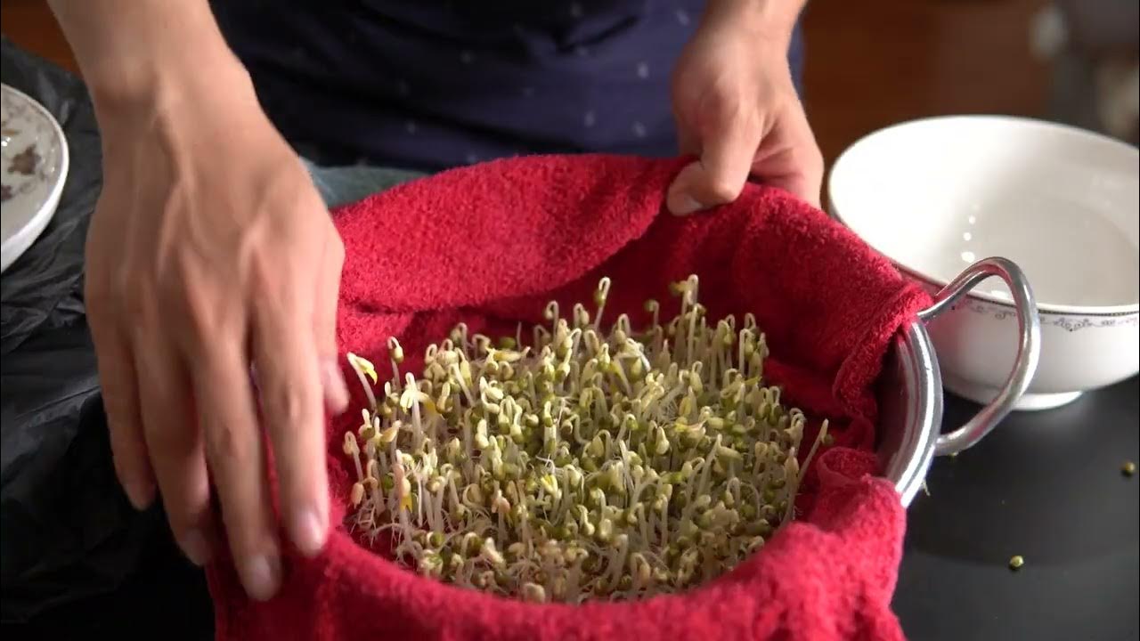Tip Make bean sprouts using towels without watering. YouTube