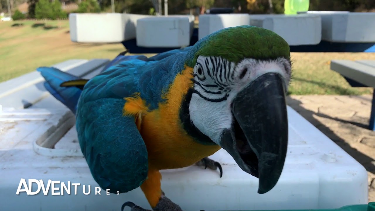 Image showcasing Macaw & Cockatoo Buddies 1_2 - YouTube