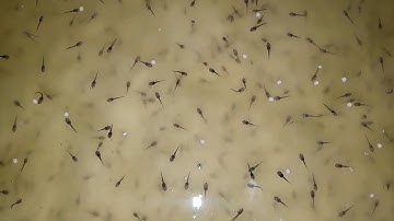 Chia Sẻ Kinh Nghiệm Nuôi Ếch Giai Đoạn Nòng Nọc 3 Ngày Tuổi - Cập Nhật Giá Ếch Hôm Nay