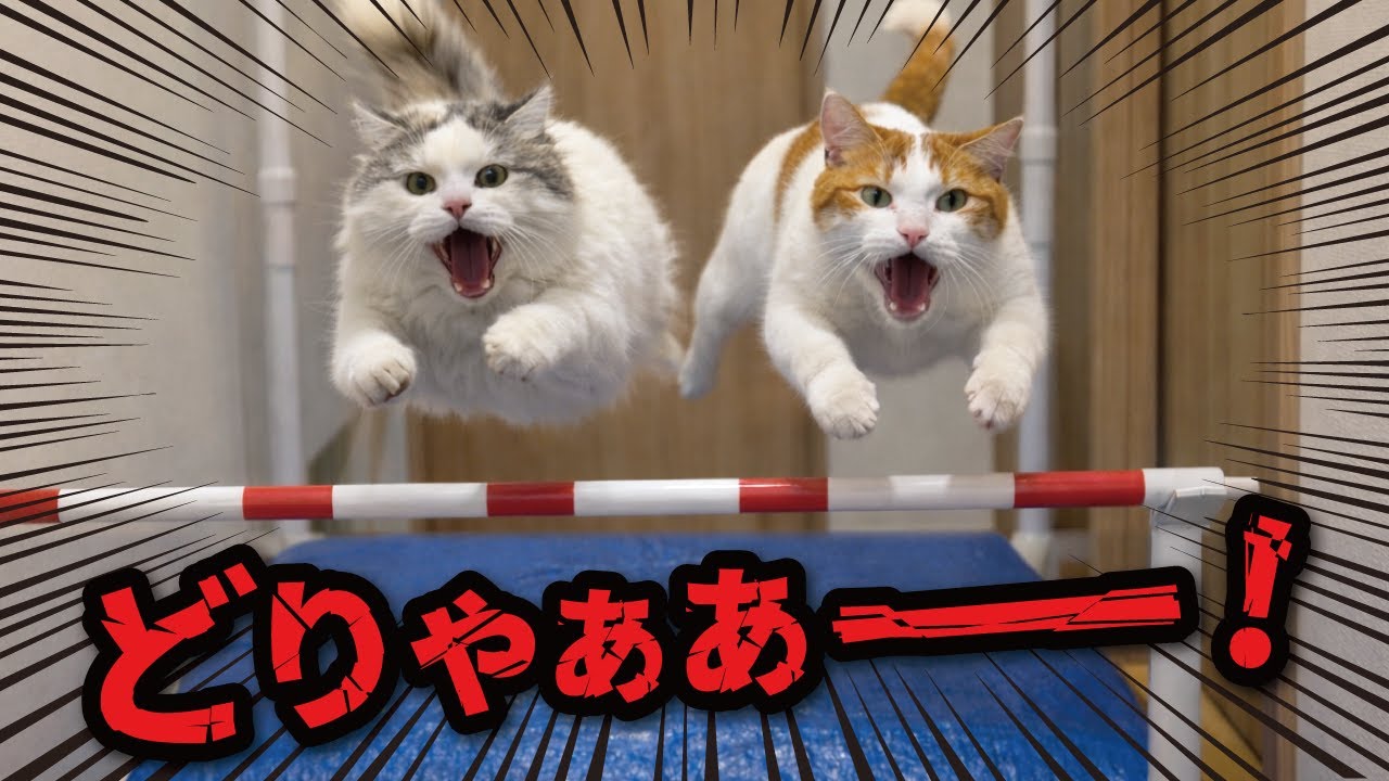 走り高跳びをする猫たちの運動能力ヤバすぎッッ…！！！