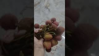 lichu lover