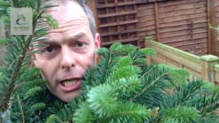 Christmas Tree recycling