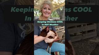 How to keep CHICKENS COOL in HOT weather