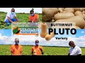 Growing Butternut (Pluto Variety)