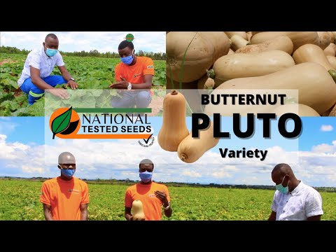 Wideo: Informacje o Butternut Tree - Czym są Butternuts i czy Butternuts są jadalne