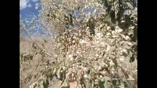 floradas de assa-peixe.